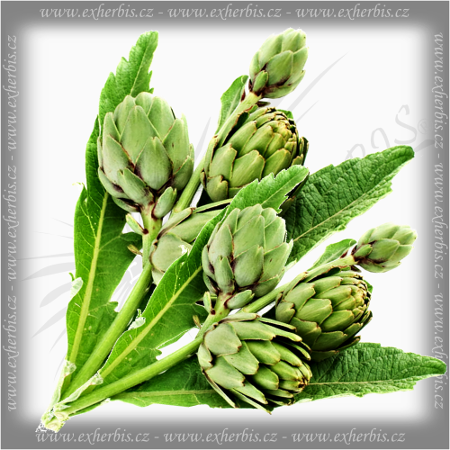 Artyčok zeleninový - prášek z listů 500 g  Ex Herbis
