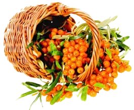 rakytník sea buckthorn v košíku